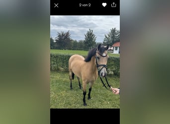 Kuc walijski sekcji B, Wałach, 15 lat, 130 cm, Bułana