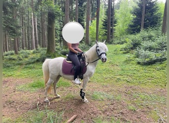 Kuc walijski sekcji B Mix, Wałach, 16 lat, 118 cm, Siwa