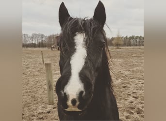 Kuc walijski sekcji B, Wałach, 16 lat, 138 cm, Kara