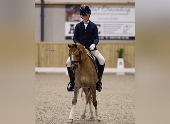 Kuc walijski sekcji B, Wałach, 17 lat, 130 cm, Kasztanowata