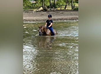 Kuc walijski sekcji B, Wałach, 17 lat, 130 cm, Kasztanowata