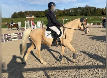 Kuc walijski sekcji B Mix, Wałach, 17 lat, 135 cm, Izabelowata