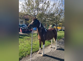 Kuc walijski sekcji B, Wałach, 20 lat, 130 cm, Srokata
