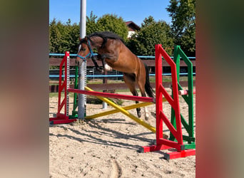 Kuc walijski sekcji B, Wałach, 2 lat, 130 cm, Gniada