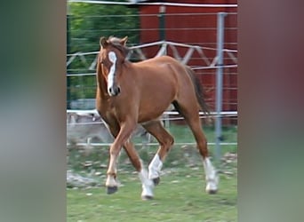 Kuc walijski sekcji B, Wałach, 2 lat, 131 cm, Kasztanowata
