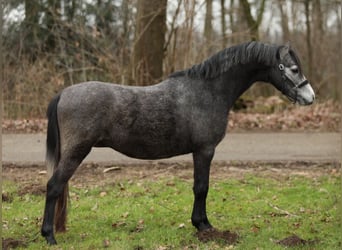 Kuc walijski sekcji B, Wałach, 3 lat, 124 cm, Siwa