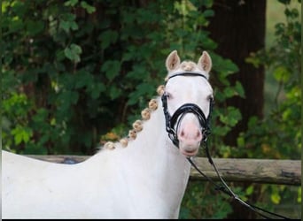 Kuc walijski sekcji B, Wałach, 3 lat, 129 cm, Siwa