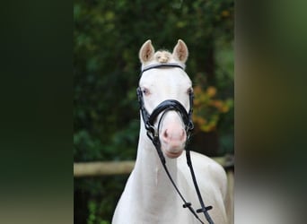 Kuc walijski sekcji B, Wałach, 3 lat, 129 cm, Siwa