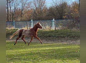 Kuc walijski sekcji B, Wałach, 3 lat, 133 cm, Kasztanowatodereszowata