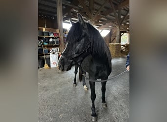 Kuc walijski sekcji B Mix, Wałach, 3 lat, 134 cm, Może być siwy