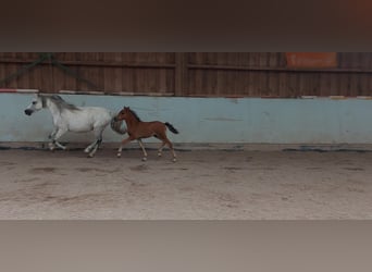 Kuc walijski sekcji B, Wałach, 3 lat, 136 cm, Gniada