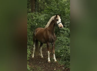Kuc walijski sekcji B, Wałach, 4 lat, 130 cm, Kasztanowata