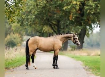 Kuc walijski sekcji B, Wałach, 4 lat, 132 cm, Jelenia