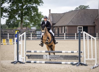 Kuc walijski sekcji B, Wałach, 4 lat, 132 cm, Jelenia