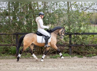 Kuc walijski sekcji B, Wałach, 4 lat, 132 cm, Jelenia