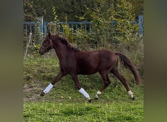 Kuc walijski sekcji B, Wałach, 4 lat, 133 cm, Ciemnokasztanowata
