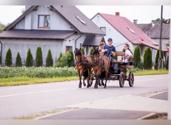 Kuc walijski sekcji B, Wałach, 5 lat, 118 cm, Gniada