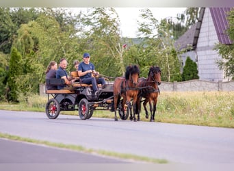 Kuc walijski sekcji B, Wałach, 5 lat, 118 cm, Gniada