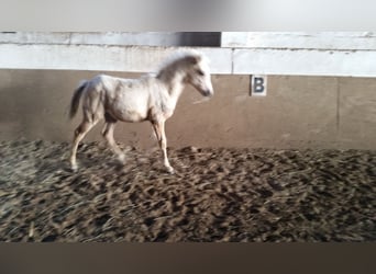 Kuc walijski sekcji B, Wałach, 5 lat, 127 cm, Izabelowata