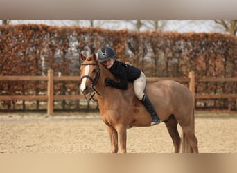 Kuc walijski sekcji B, Wałach, 5 lat, 127 cm, Kasztanowata