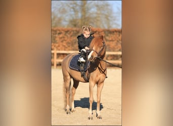 Kuc walijski sekcji B, Wałach, 5 lat, 127 cm, Kasztanowata