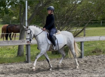 Kuc walijski sekcji B, Wałach, 5 lat, 132 cm, Siwa