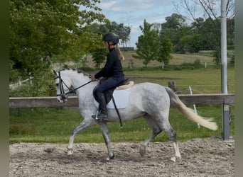 Kuc walijski sekcji B, Wałach, 5 lat, 132 cm, Siwa