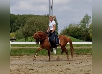 Kuc walijski sekcji B, Wałach, 5 lat, 136 cm, Kasztanowata