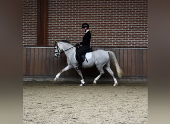 Kuc walijski sekcji B, Wałach, 5 lat, 136 cm, Siwa