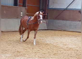 Kuc walijski sekcji B, Wałach, 5 lat, 137 cm, Kasztanowata