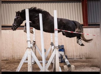 Kuc walijski sekcji B, Wałach, 5 lat, 145 cm