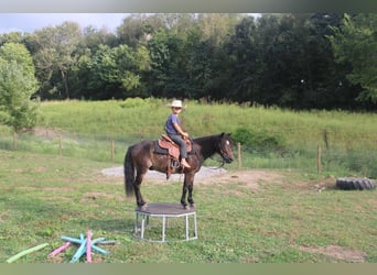 Kuc walijski sekcji B Mix, Wałach, 6 lat, 112 cm, Gniada