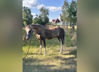 Kuc walijski sekcji B, Wałach, 6 lat, 130 cm, Jelenia