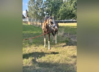 Kuc walijski sekcji B, Wałach, 6 lat, 130 cm, Jelenia
