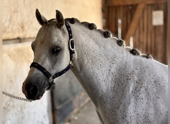 Kuc walijski sekcji B, Wałach, 6 lat, 130 cm, Siwa