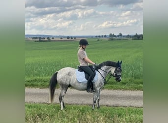 Kuc walijski sekcji B, Wałach, 6 lat, 132 cm, Siwa