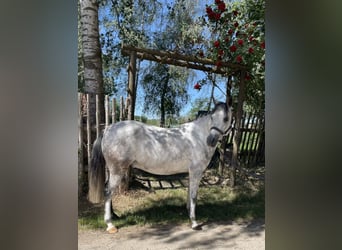 Kuc walijski sekcji B, Wałach, 6 lat, 132 cm, Siwa