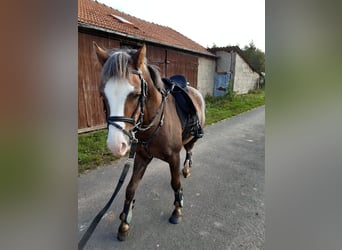 Kuc walijski sekcji B, Wałach, 6 lat, 133 cm, Kasztanowata