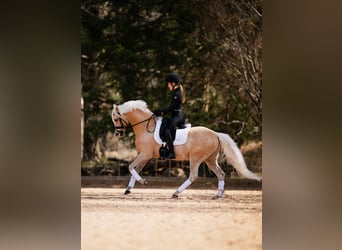 Kuc walijski sekcji B, Wałach, 6 lat, 134 cm, Izabelowata