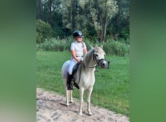 Kuc walijski sekcji B, Wałach, 8 lat, 120 cm, Siwa