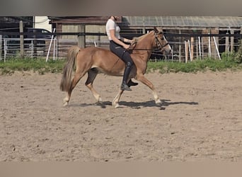 Kuc walijski sekcji B, Wałach, 8 lat, 126 cm, Kasztanowata