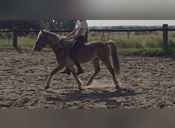 Kuc walijski sekcji B, Wałach, 8 lat, 126 cm, Kasztanowata