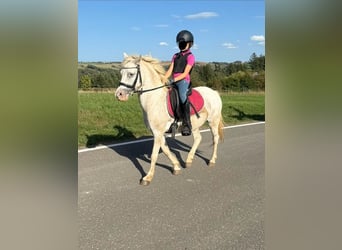 Kuc walijski sekcji B, Wałach, 8 lat, 130 cm, Siwa