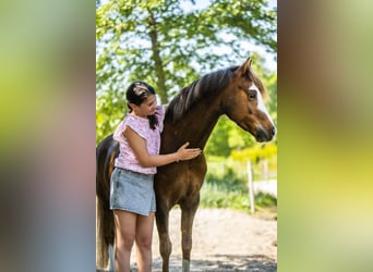 Kuc walijski sekcji B, Wałach, 9 lat, 127 cm, Ciemnokasztanowata