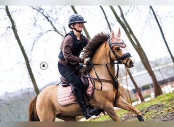 Kuc walijski sekcji B, Wałach, 9 lat, 130 cm, Ciemnokasztanowata