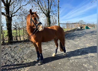 Kuc walijski sekcji B, Wałach, 9 lat, 134 cm, Kasztanowata