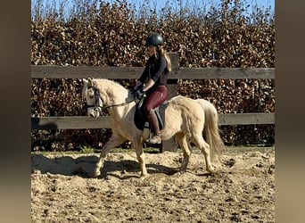 Kuc walijski sekcji B, Wałach, 14 lat, 130 cm, Izabelowata