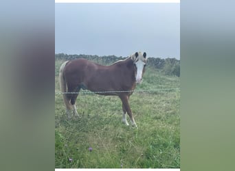 Kuc walijski sekcji B, Wałach, 15 lat, 117 cm