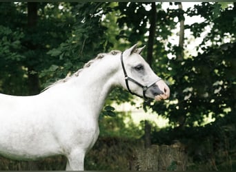 Kuc walijski sekcji B, Wałach, 2 lat, 115 cm, Siwa