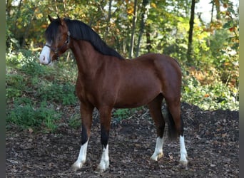 Kuc walijski sekcji B, Wałach, 2 lat, 124 cm